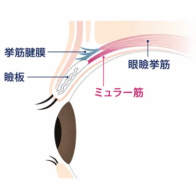 正常な眼の状態